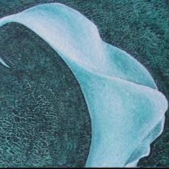 Acrylbild Callas vor grünem Hintergrund